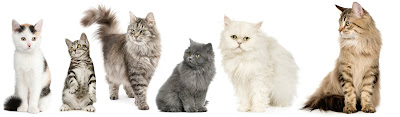 Many Beautiful Cats So far, the Million Cat Challenge has saved more than 700,000 lives.