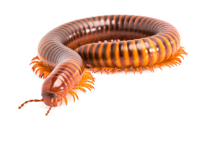 How Do Centipedes And Millipedes Eat Their Food How Do Centipedes And Millipedes Eat Their Food
