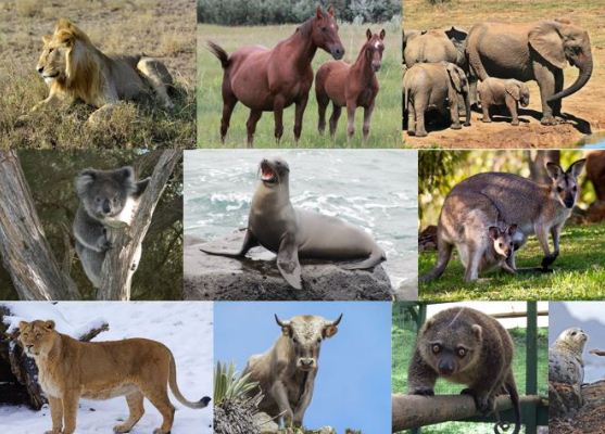 Berikut Ini Ciri-ciri Vertebrata Yang Merupakan Ciri-ciri Dari Mamalia Adalah - Blog Pak Pandani