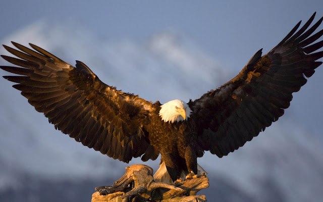 Photo of a ig eagle spreading his wings and trying to take off