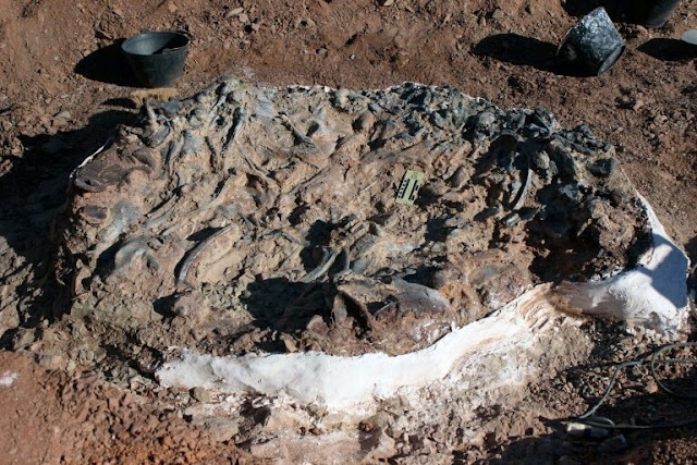 Argentinian researchers discover an extraordinary 220 million year old animal cemetery in San Juan