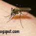 THUMB UP! SCIENTISTS INVENT NEW DRUG TO TACKLE MALARIA (MUST READ)