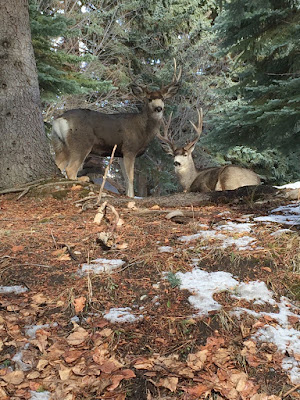 Mule deer in BC Mule deer in BC