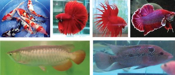 Jenis Ikan Hias Air Tawar Mikirbae Com