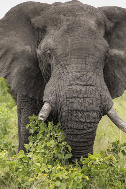 Gajah Beradaptasi Untuk Tidak Menumbuhkan Gadingnya Karena Pemburu