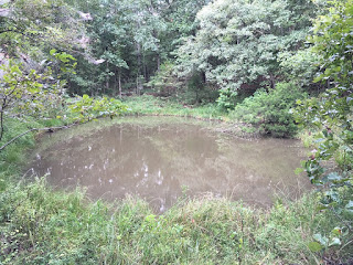 Spring Fed Pond Spring, Water, Water Source