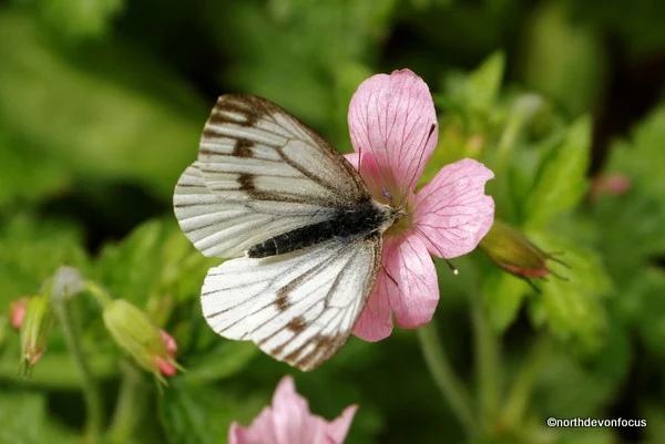 Green-veined White Photo copyright Pat Adams North Devon Focus