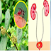 Amazing Health Benefits of Tawa-Tawa Plant