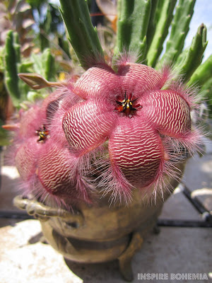 Asclepiadaceae Stapelia grandiflora Succulent Flower Asclepiadaceae, cactus, Stapelia, succulents, flowers, carrion flower, starfish flower, African flower, plants, gardening, nature, Stapelia cactus flower, Stapelia grandiflora