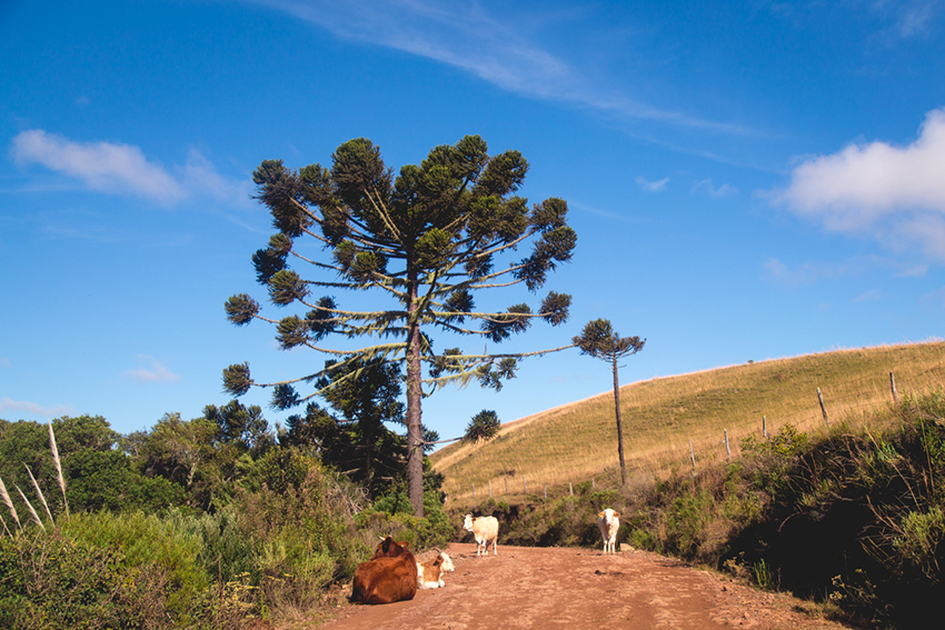 vacas na estrada - serra gaúcha vacas na estrada - serra gaúcha