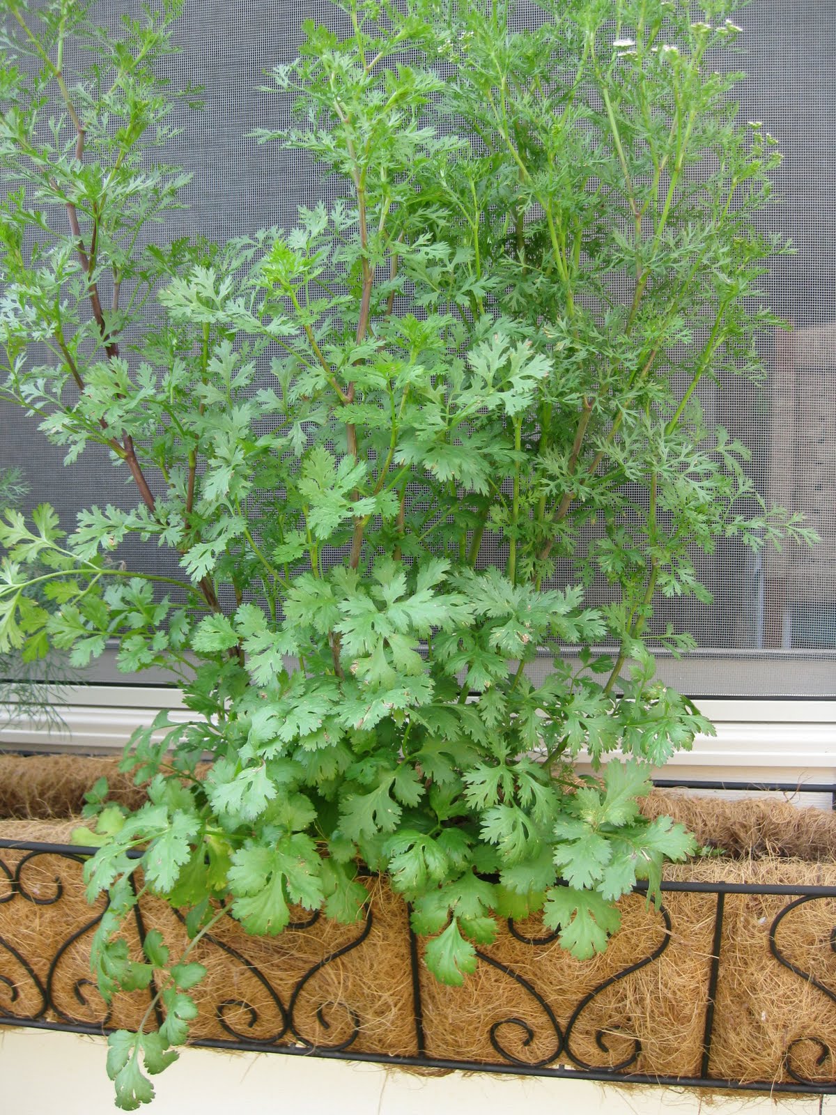 Only From Scratch: Window Box Herb Garden