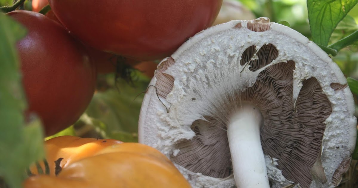 Mushrooming Together The ABC's of Almond Agaricus A Warm Weather