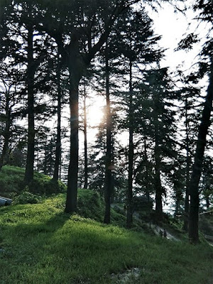 ALMORA // BLACK AND WHITE | STYLE PANORAMA BY DHEERA JOSHI almora travel diaries , pine trees ,travel ,wanderlust