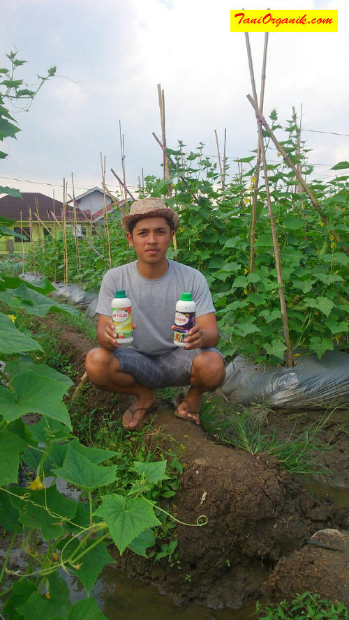 Alhamdulillah, Penyakit Kresek pada Mentimun Kali Ini Bisa Dihindari (Kesaksian Pak Eman, Bandung, 2017) Alhamdulillah, Penyakit Kresek pada Mentimun Kali Ini Bisa Dihindari (Kesaksian Pak Eman, Bandung, 2017)