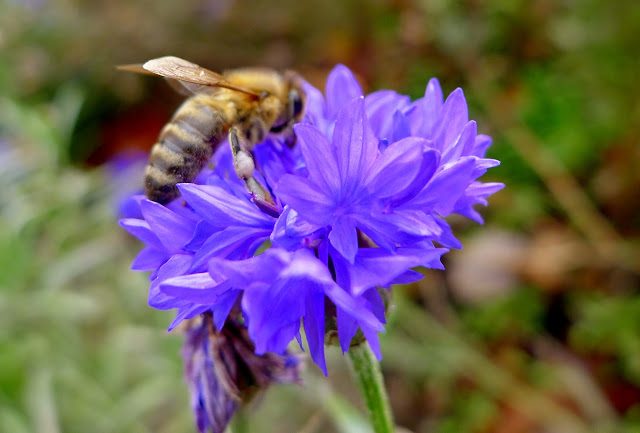 Honey Bee on cornflower