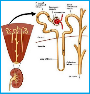 Lengkung Henle untuk mengatur tingkat osmotik darah  dan hipotonik urine