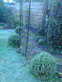 Hebe sutherlandii as alternative to box Green fingered blog