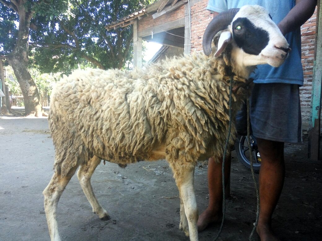 Foto Domba Kurban Jogja 06