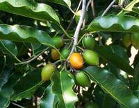 15 Manfaat Daun Melinjo Untuk Kesehatan, Serta Cara Mengolahnya - Wiki