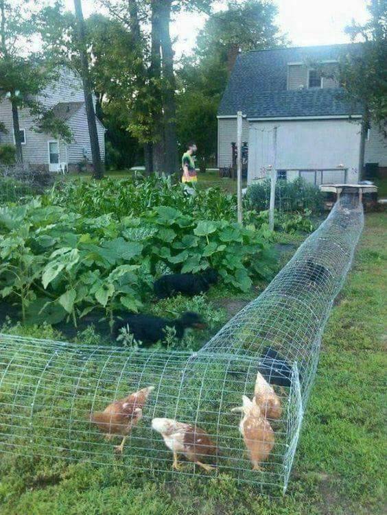 Ideas para construir jaulas de pollos en casa | Construccion y