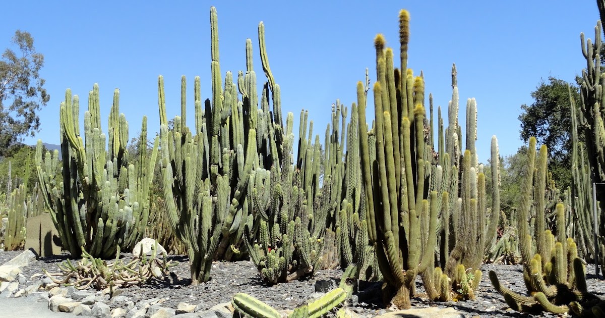 danger garden: Lotusland — Cactus!