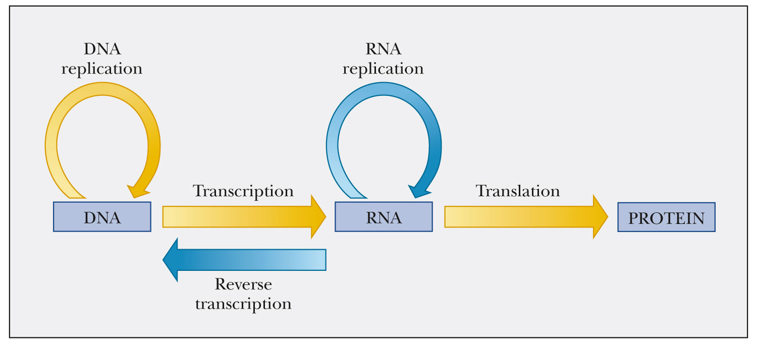 A Story Of Nucleic Acids Transcription Of Nucleic Acid