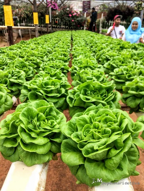 Cameron Highland : Dari Kea Farm ke Big Red Strawberry Farm Cameron Highland : Dari Kea Farm ke Big Red Strawberry Farm