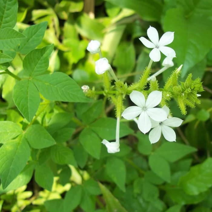 5000 Gambar Daun Duduk Gratis 5000 Gambar Daun Duduk Gratis