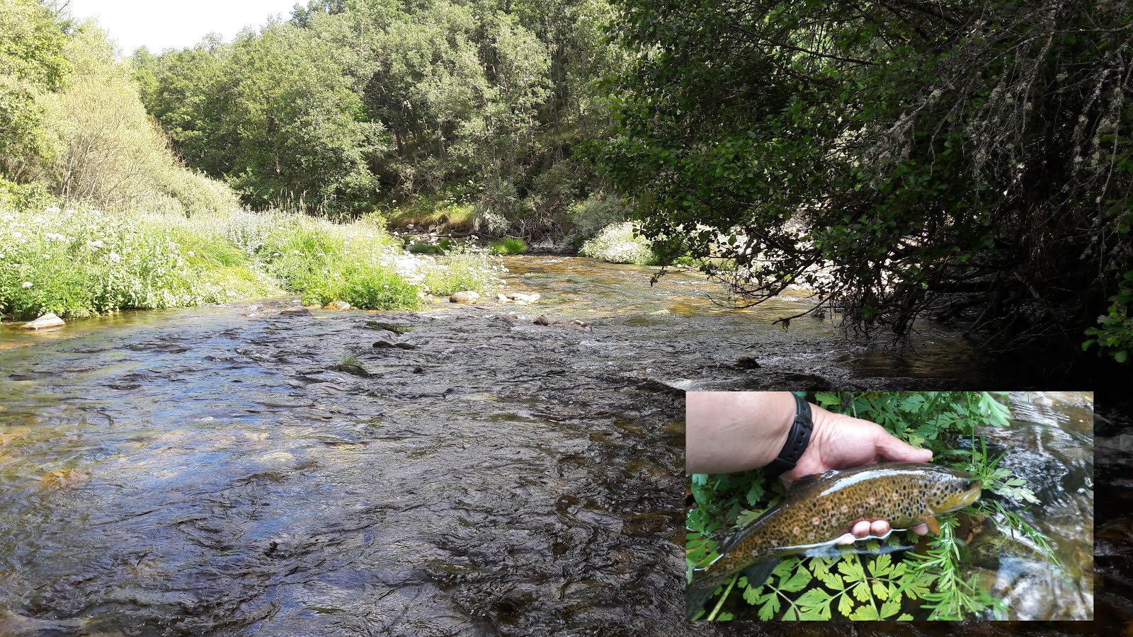 POR LA SENDA DE LA TRUCHA LEONESA. "LANCES DE PESCA CON MOSCA". Click