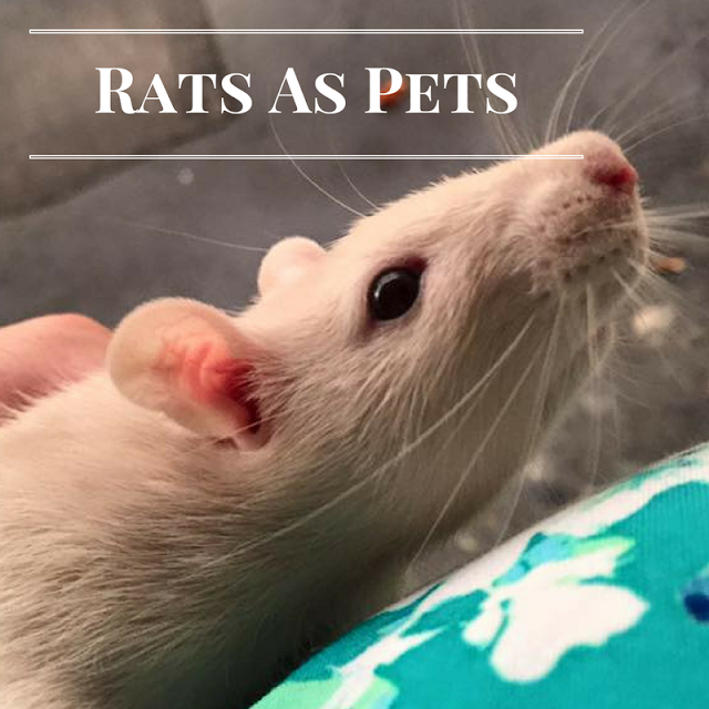 Ask Away Blog Tips for Keeping Your Pet Rat Happy
