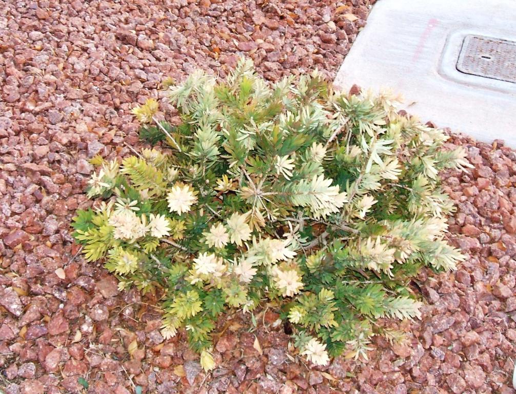 Xtremehorticulture of the Desert Lots of Plants Benefit from Iron