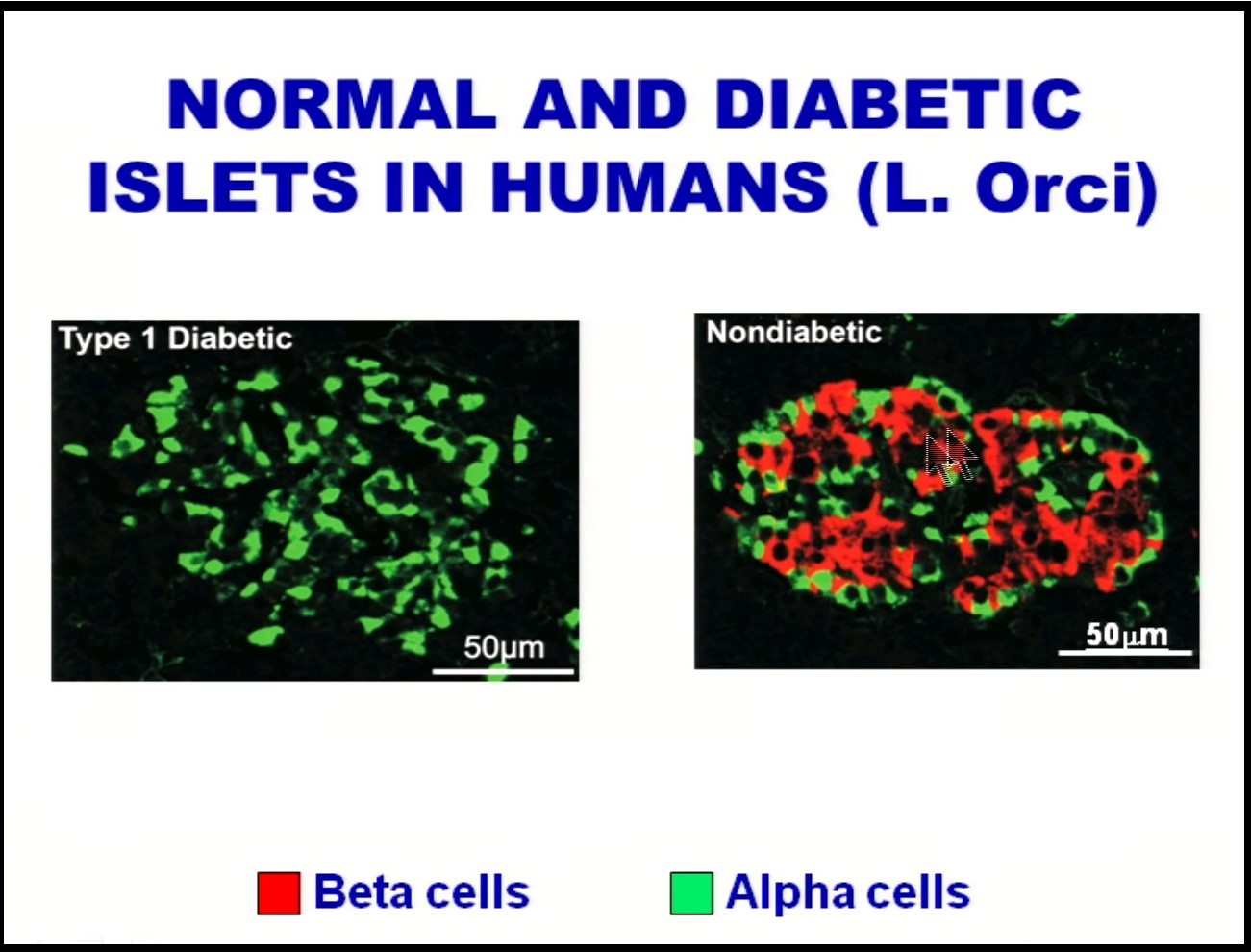 Tuit Nutrition: A New Look at Insulin, Glucagon & the Pancreas (a.k.a ... Biology Diagrams