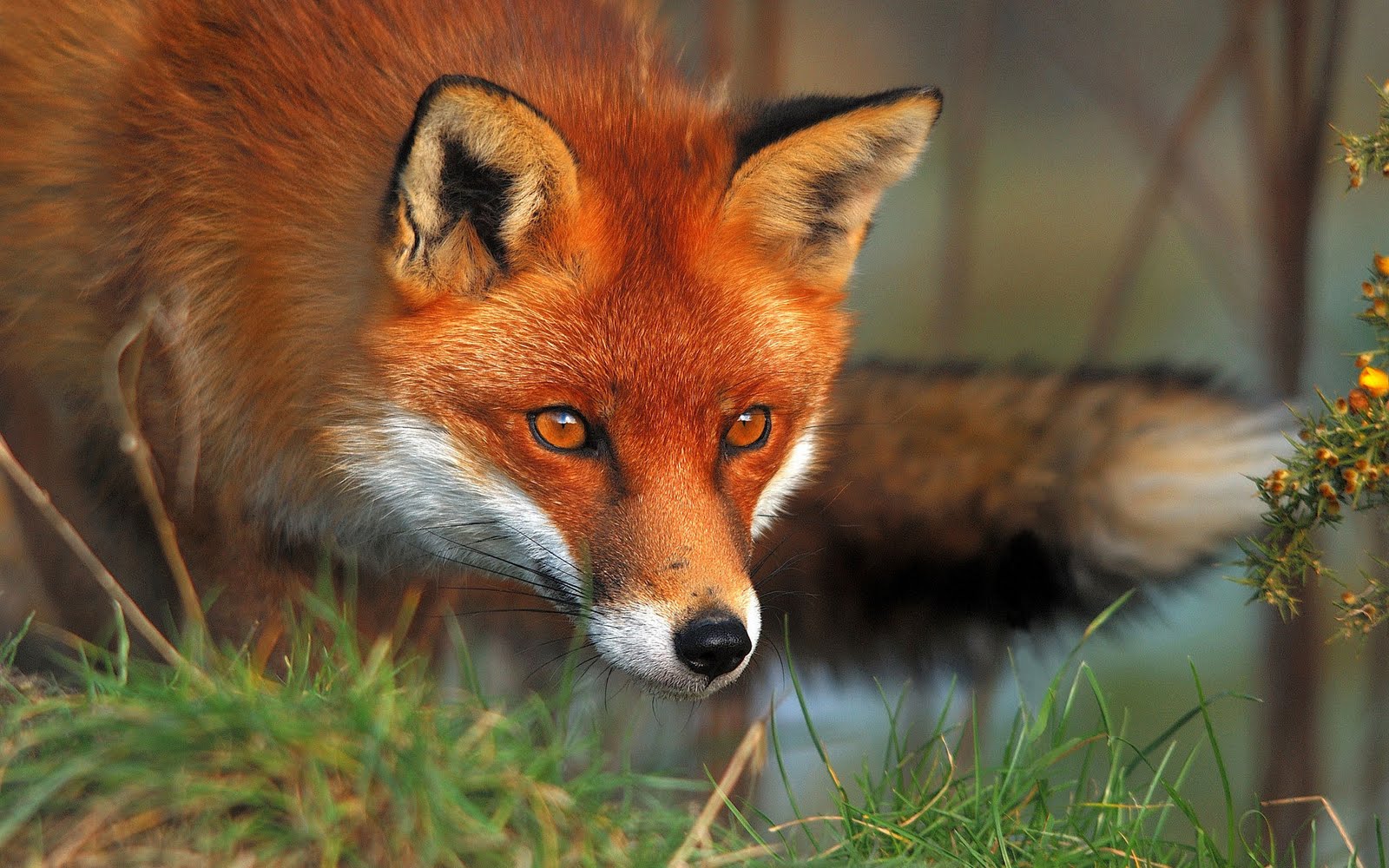 red-fox2.jpg