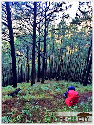 Pine tree vegetation going to Mt. Pulag
