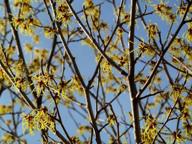 Yellow Witchhazel hybrid in the winter sun, Brooklyn Botanic