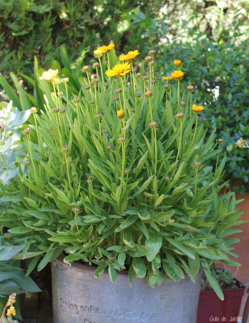Coreopsis Coreopsis