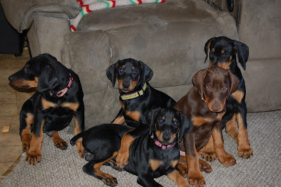 5 Adorable Doberman Pinschers Photo by Trisha Field