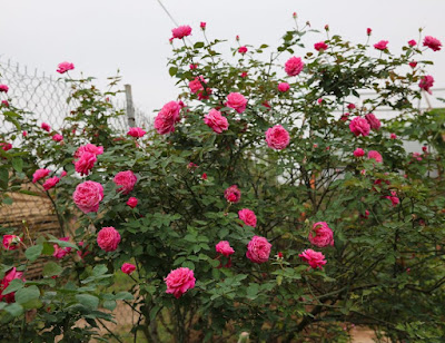 Hoa hồng nở hoa đầy vườn, bán nhanh giá tốt Hong-co-sapa