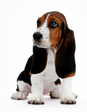Large Light Brown And White Hound Dog Large Light Brown And White Hound Dog