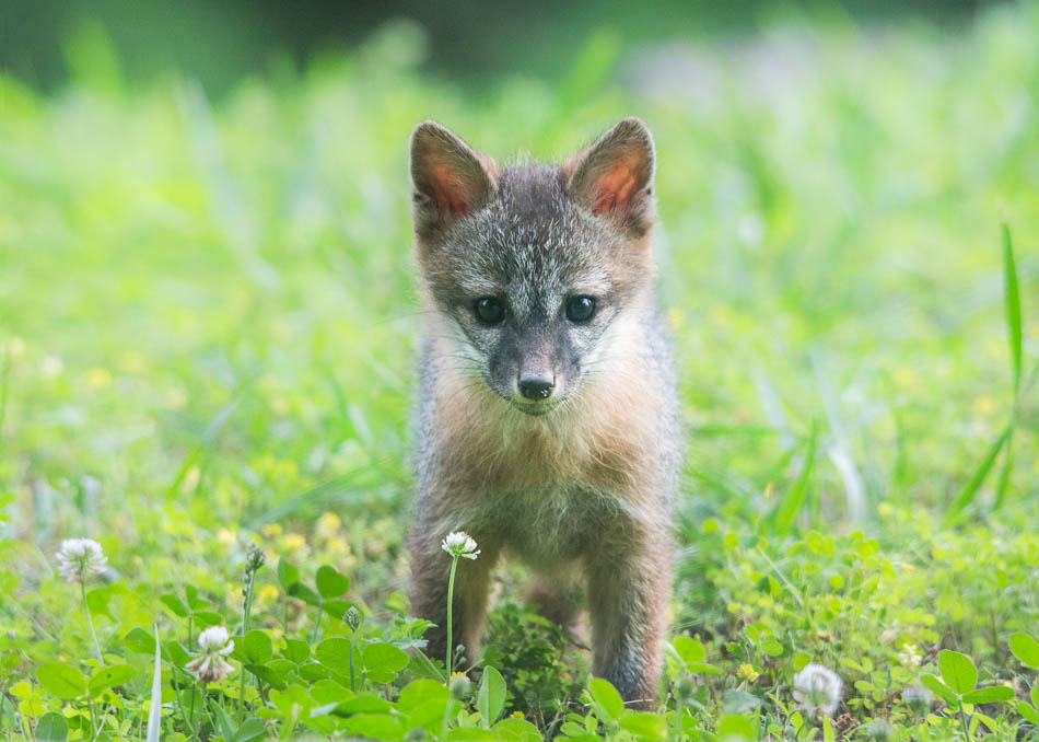 Little fox Fox kit