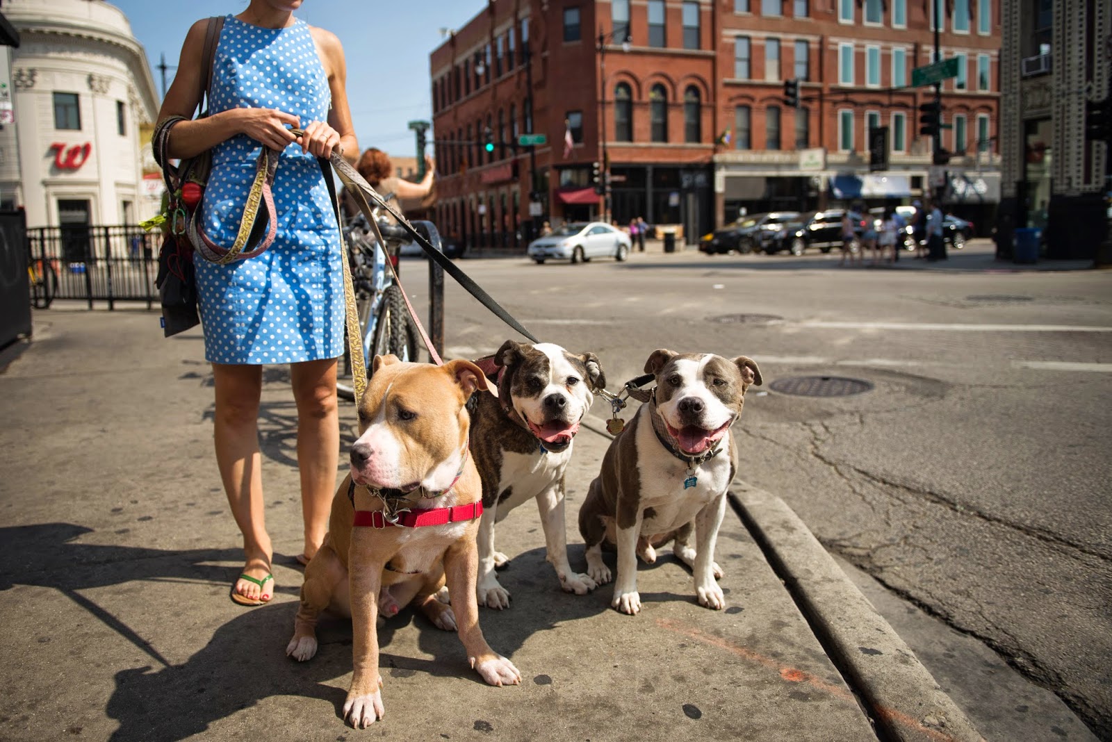 Two Pitties in the City City Dog Learning to Walk Multiple Dogs at
