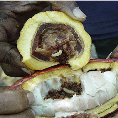 Masorca de cacao afectada por una larva de un perforador del fruto.