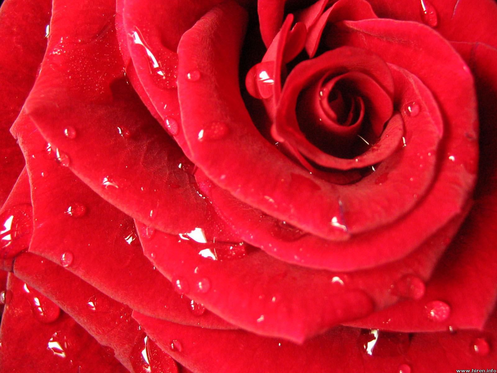 Free Flowers Photo And Wallpapers: red rose flowers wallpapers, flower ...