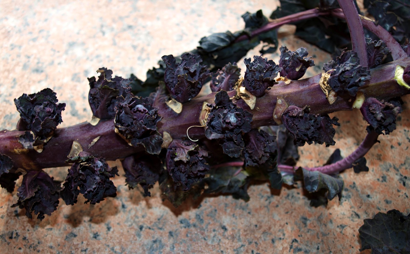 Mark's Veg Plot Flower Sprouts we finally get to taste them!
