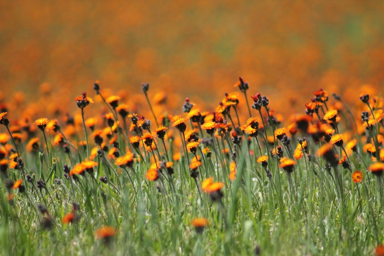 List Of Minnesota Wild Flowers Minnesota Wild Flowers
