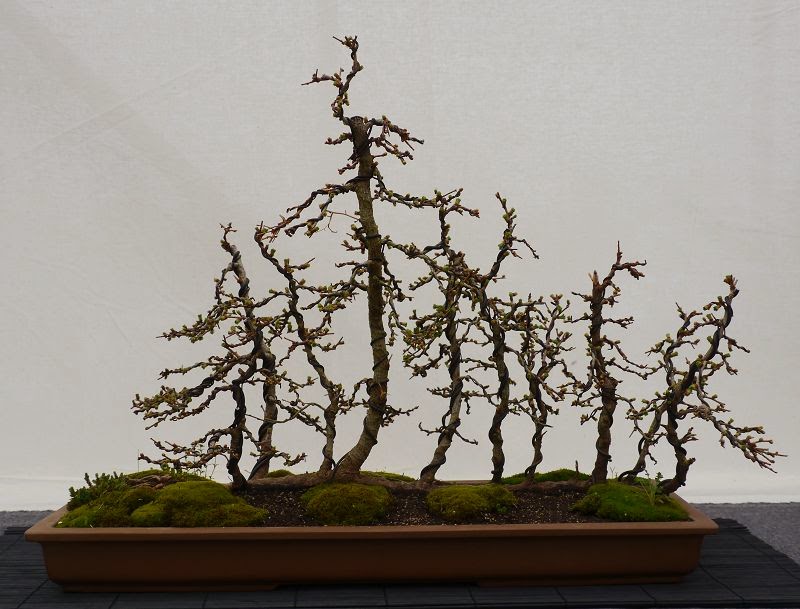 BonsaiFotoAusstellung: HAI-YAMA-TEN 2014