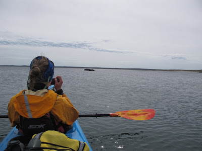 Expedicon en Kayak de Mar en Patagonia. Vida Marina, entre Ballenas, Lobos Marinos y Pinguinos