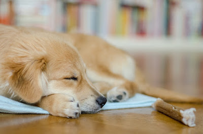 The pet people to follow in 2019 Dog science, cat science, animal welfare and behaviour experts to follow on social media in 2019