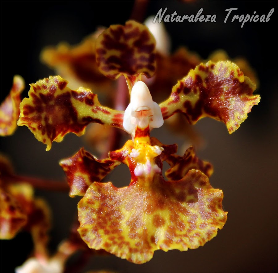 Flor de la orquídea Oreja de Burro, Trichocentrum undulatum