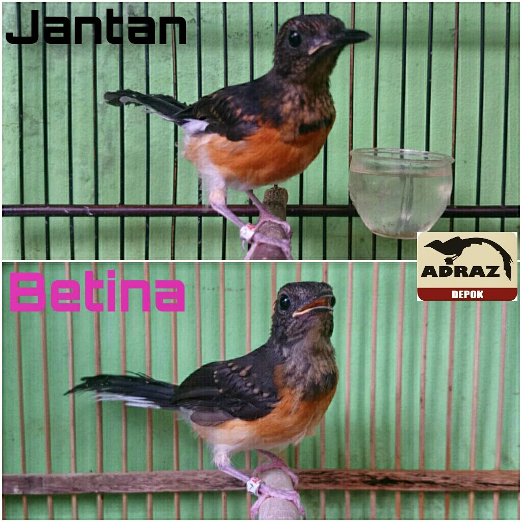 Burung Murai Batu Cara Membedakan Burung Murai Batu